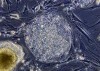 Testiculul - sursa de celule stem