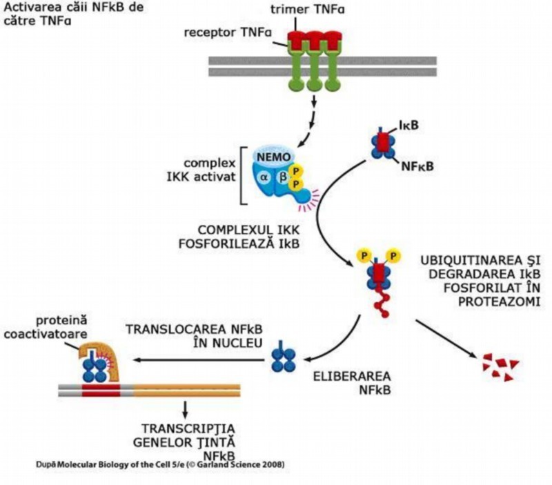 TNFα  si rolul sau biologic