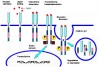 Inhibitorii tirozin - kinazici: o terapie de viitor in cancer