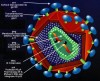 Nanotehnologie – un nou studiu privind utilizarea nanoparticulelor de argint drept agent antiviral