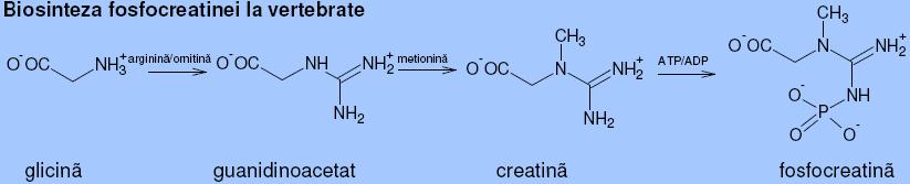 Biosinteza fosfocreatinei la vertebrate