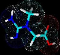 Creatina:Molecula creatinei este polara si prezinta mai multe structuri limita, printre care si forma de amfion.