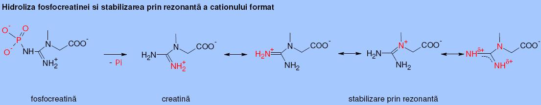 Hidroliza fosfocreatinei si stabilizarea prin rezonantã a cationului format