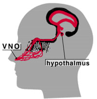 Organul vomero nazal