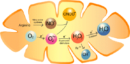 Stresul oxidativ