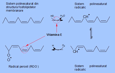 Mecanismul de acţiune al vitaminei E asupra atacului radicalic al ROS asupra acizilor graşi polinesaturaţi 