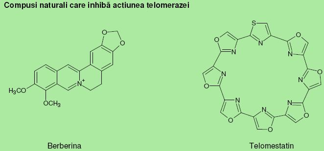 Compusi naturali care inhiba actiunea telomerazei