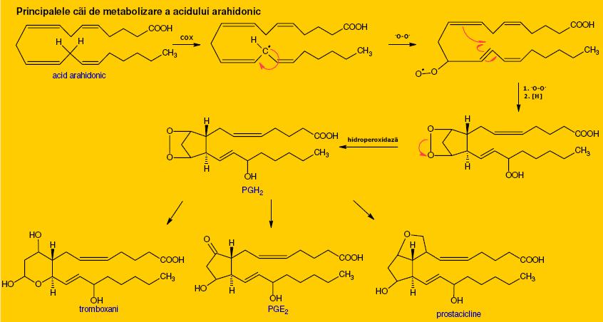 Metabolizarea acidului arahidonic