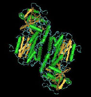 Telomeraza: Subunitatea catalitica a telomerazei este responsabila de refacerea capetelor telomerilor.