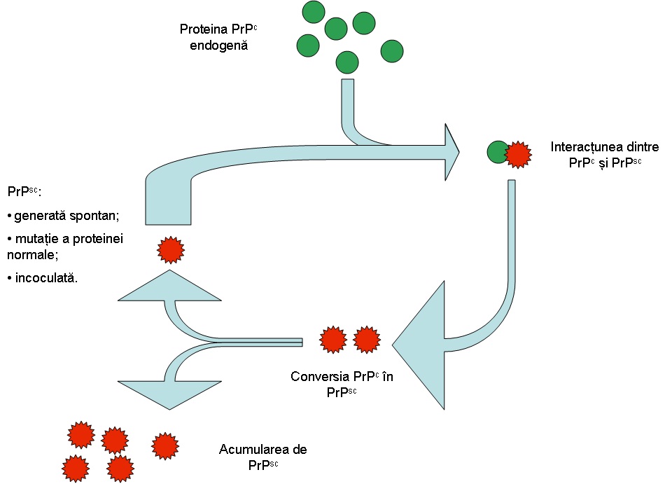 Multiplicarea prionilor în organismul gazdă. Proteina prionică acționează ca o matriță după care proteina inițială este reîmpachetată, printr-un proces facilitat de o altă moleculă proteică 