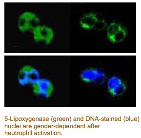 5 lipooxigenaza in neutrofil