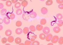 Trypanosomi