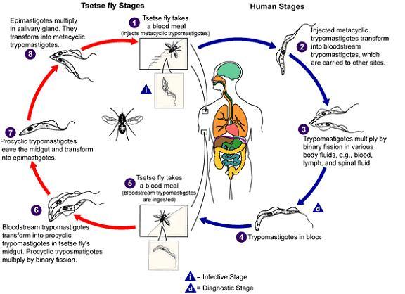 Tripanosomiaza - etape