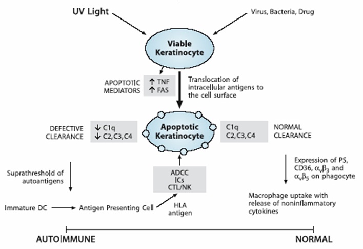 Radiatii ultraviolete