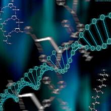 ADN nuclear: Topoizomerazele actioneaza asupra ADN determinând supraspiralarea moleculei. Astfel în nucleu poate sa încapa pâna la 1.8 m ADN, celula reusind o uimitoare capacitate de comprimare a informatiei genetice. (imagine realizata de Cristian Munteanu)